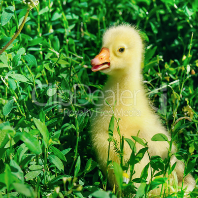 A small goose in the green grass.