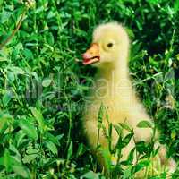 A small goose in the green grass.