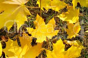 Background of yellow maple leaves.
