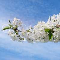 Spring flowers. Beautifully blossoming tree branch.