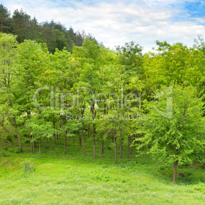 Forest in spring and bright sun day.