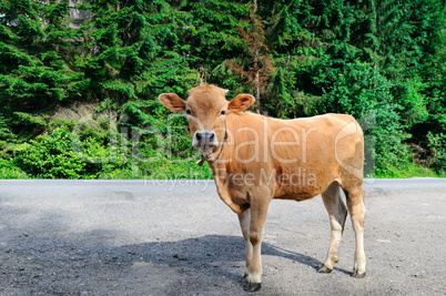 A small calf in the nature. bright sunny day.