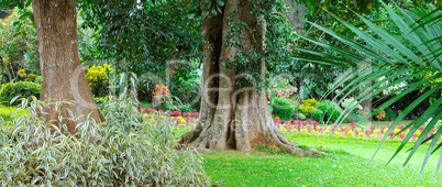 Tropical park with beautiful trees and flowers. Wide photo.