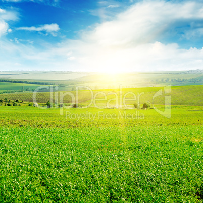 Green field and blue sky with light clouds. Above the horizon is
