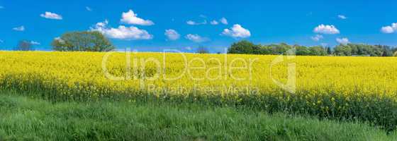 Blooming rapeseed field panorama
