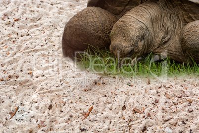 Aldabra Seychelles giant tortoise