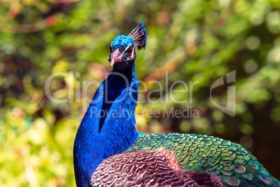 Beautiful big peacock