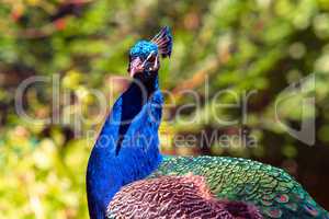 Beautiful big peacock