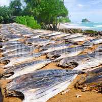 Drying fish under the sun on the beach of Sri Lanka.