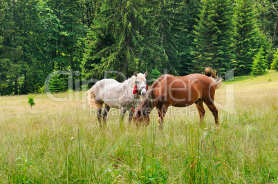 A pair of beautiful horses are grazing in a forest meadow.