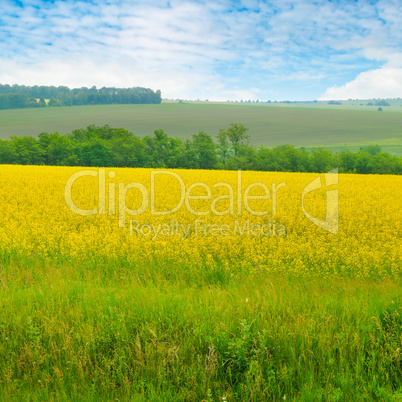 Canola field and blue sky with light clouds.