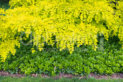 Beautiful Green Garden Setting With Wood Bench