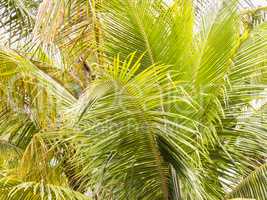 Branches of green palm leaves in sunny day.