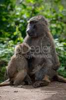Olive baboon mother nursing baby on wall