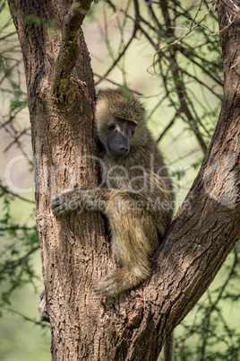 Olive baboon sits in branches of tree
