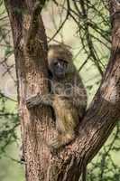 Olive baboon sits in branches of tree