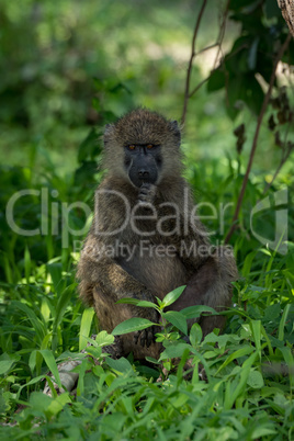 Olive baboon sits with fist to chin