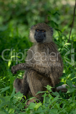 Olive baboon sits with arm on knee
