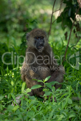 Olive baboon sits with hand on chin
