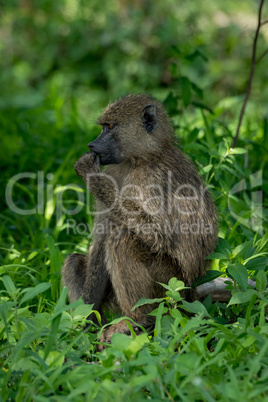 Olive baboon sits with hand to mouth
