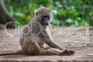 Olive baboon sitting on wall looking down