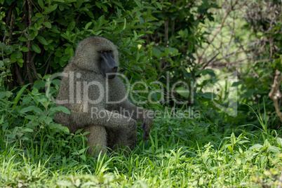 Olive baboon sitting with hands on knees