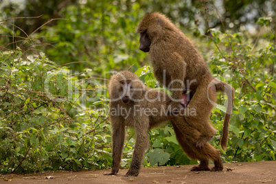Olive baboons mating on wall by bushes