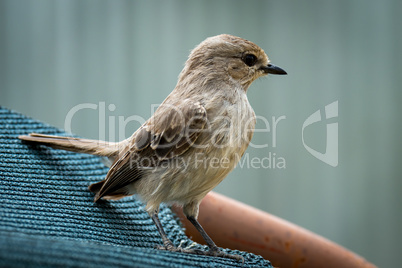 Pale flycatcher perched on sunshade facing right