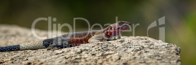 Panorama of male agama lizard in close-up