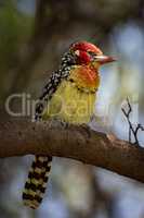 Red-and-yellow barbet perched on branch in sunshine