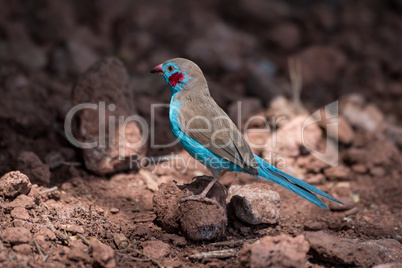 Red-cheeked cordon-bleu perched on stones in sunshine