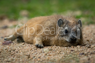 Rock hyrax facing camera lying on sand