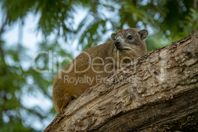 Rock hyrax lying on branch among leaves