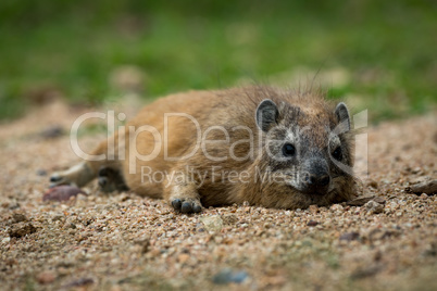 Rock hyrax lying on sand facing camera