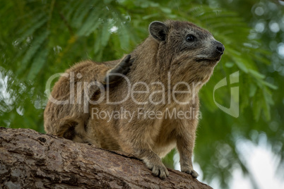 Rock hyrax scratching itself on thick branch