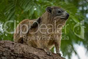 Rock hyrax scratching itself on thick branch