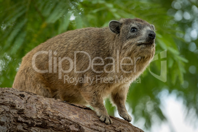 Rock hyrax sitting on thick tree branch