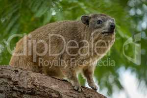 Rock hyrax sitting on thick tree branch