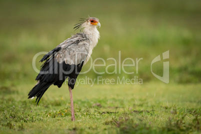 Secretary bird stands in grassy meadow staring