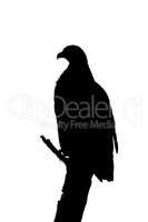 Silhouette of tawny eagle on dead branch