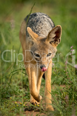 Silver-backed jackal licks lips walking through grass