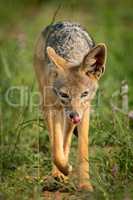 Silver-backed jackal licks lips walking through grass