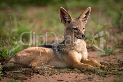 Silver-backed jackal lying in sunshine on grassland