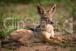 Silver-backed jackal lying in sunshine on grassland