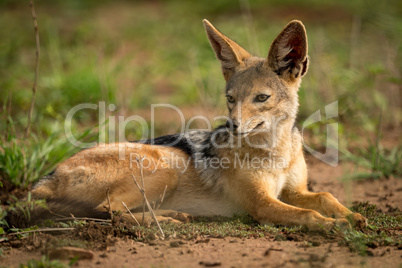 Silver-backed jackal lying on grassland in sunshine