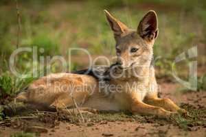 Silver-backed jackal lying on grassland in sunshine