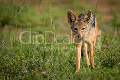 Silver-backed jackal standing in patch of grass