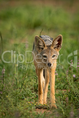 Silver-backed jackal stands among flowers facing camera