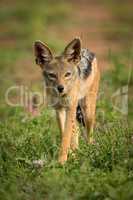 Silver-backed jackal stands facing camera among flowers