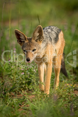 Silver-backed jackal trots towards camera through grass